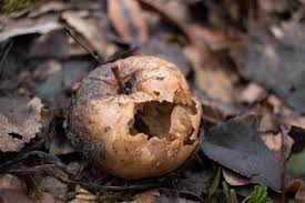 Decomposition - Wikipedia